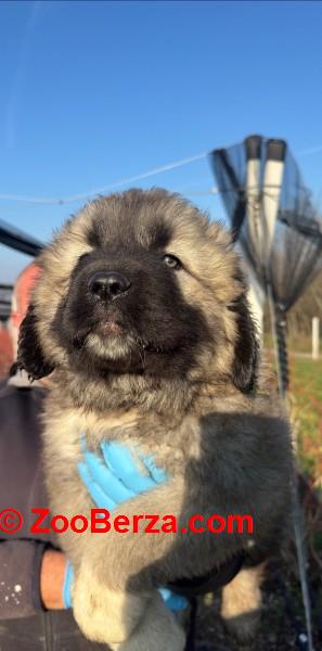 Kavkaski ovcar stenci