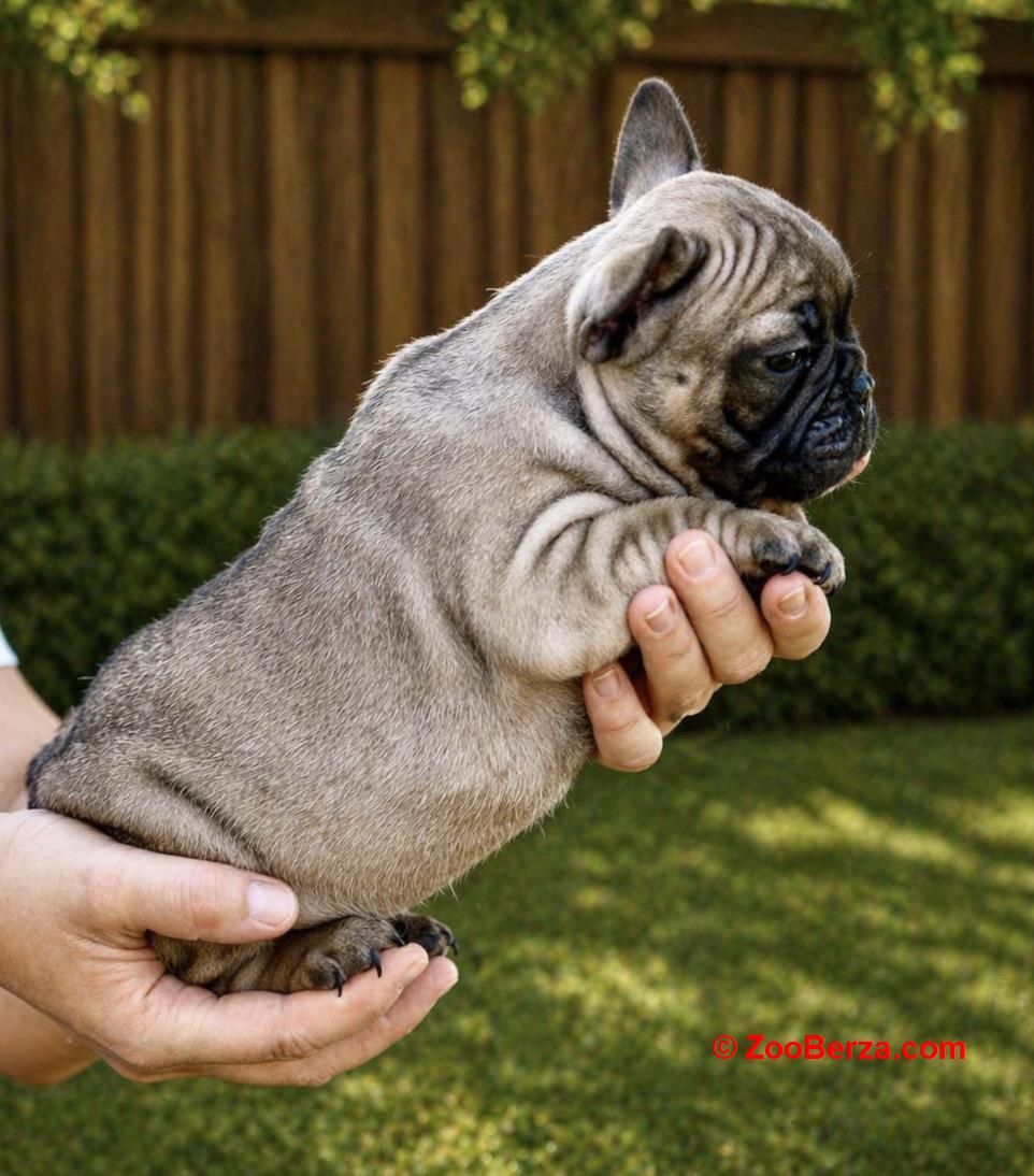 Francuski Buldog prelepi stenci