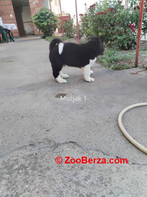 Američka Akita štenci