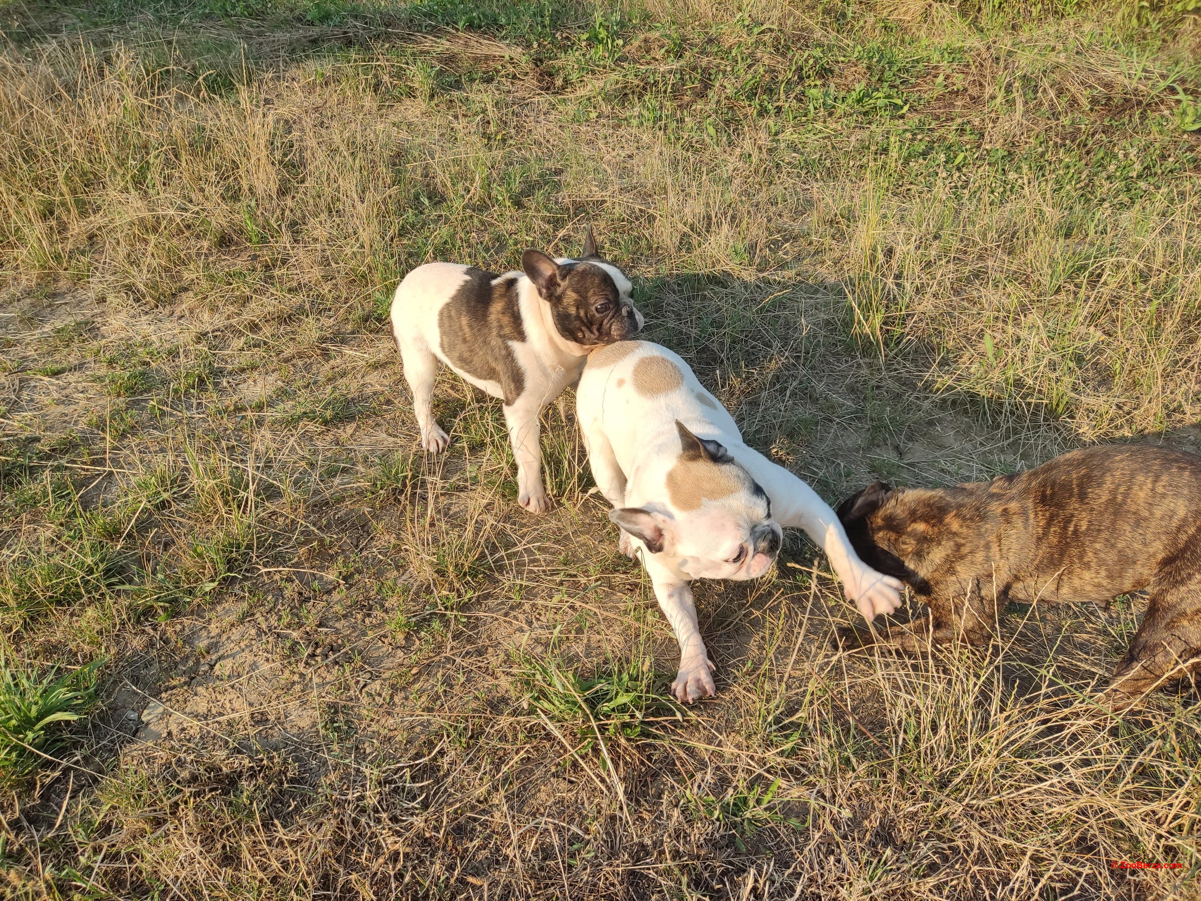 RASPRODAJA zbog zatvaranja, francuski buldog