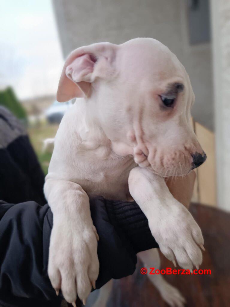 Dogo Argentino štenci