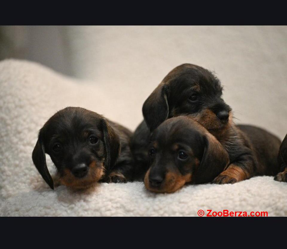 Na prodaju štenci rase oštrodlaki jazavičar - kunićar 