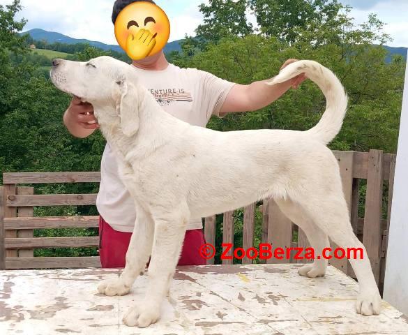 Alabai - srednjeazijski ovčar štenci