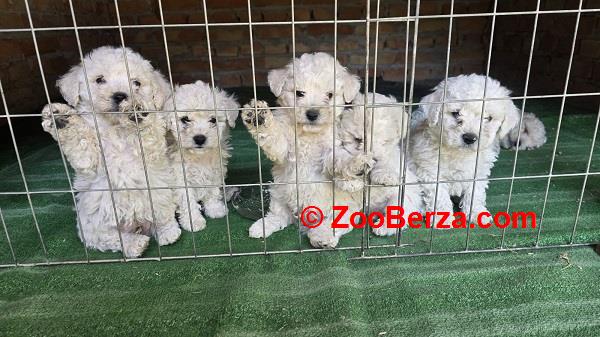 Predivni čistokrvni štenci kovrdžavog bišona - bichon frise 