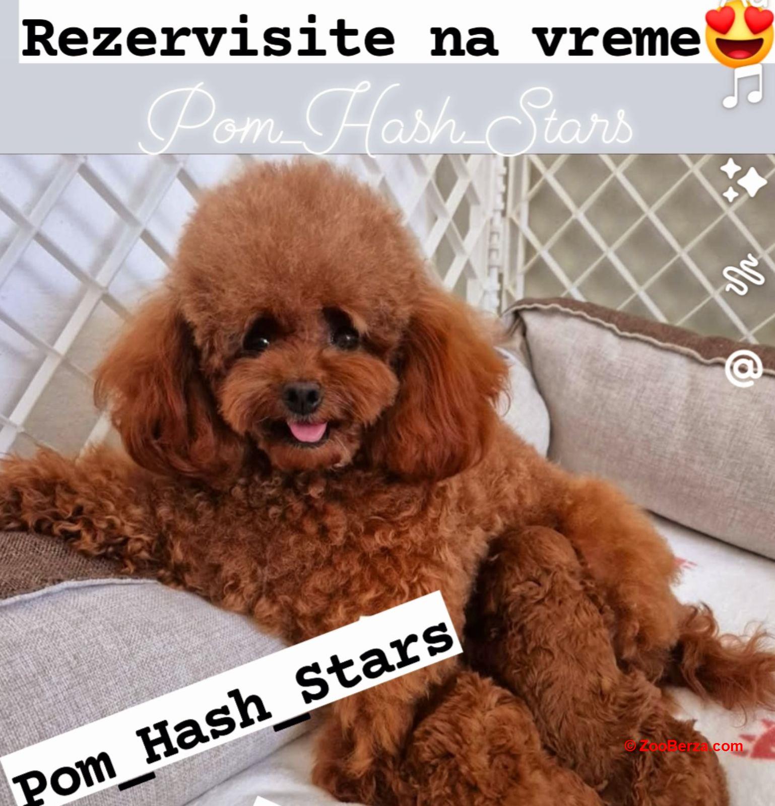 Najmanje pudle, od najlepsih roditelja u Evropi  
