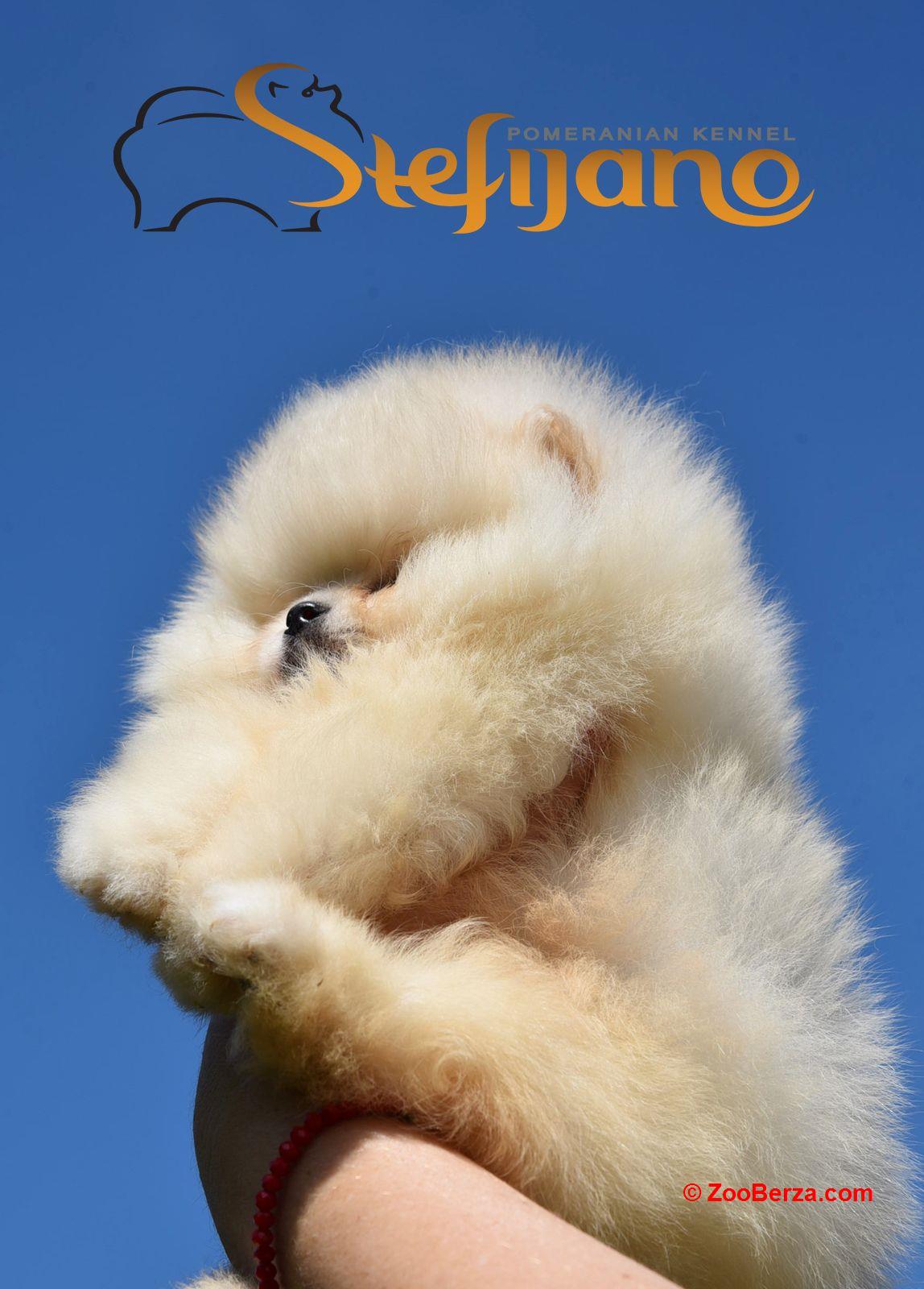 Pomeranac Boo štenci