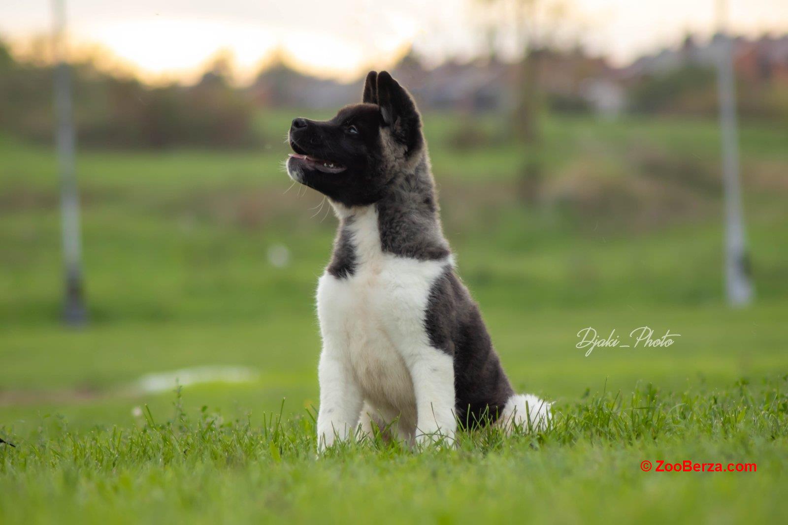 Američka Akita prelepi štenci