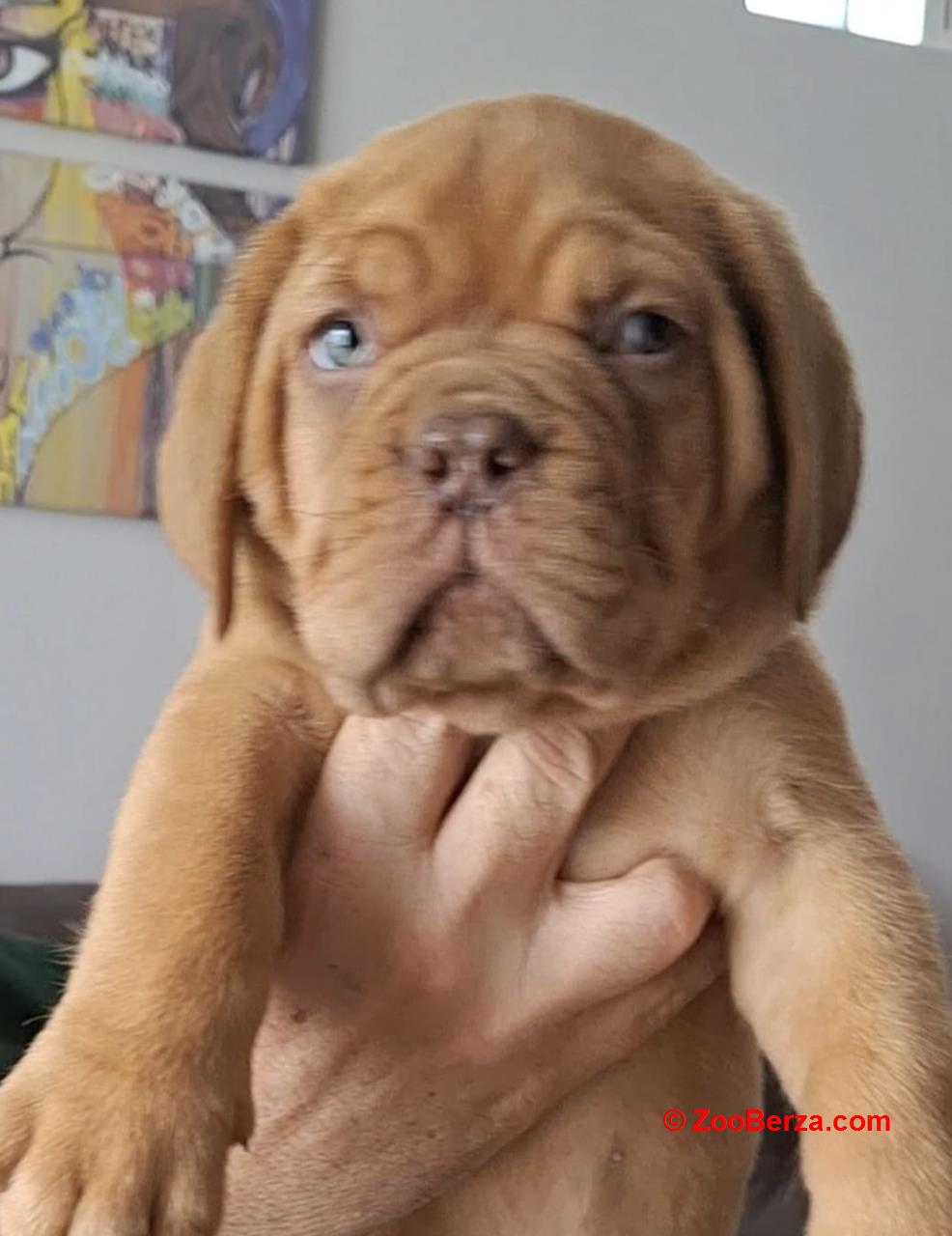 Bordoška Doga prelepi štenci