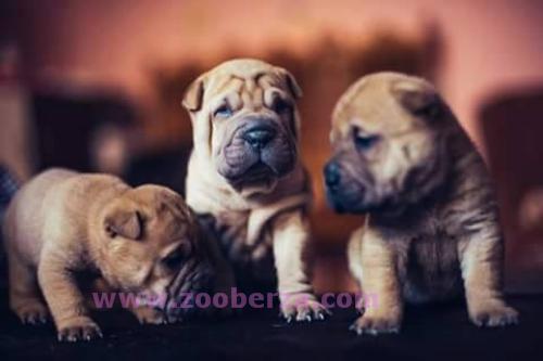 Shar pej