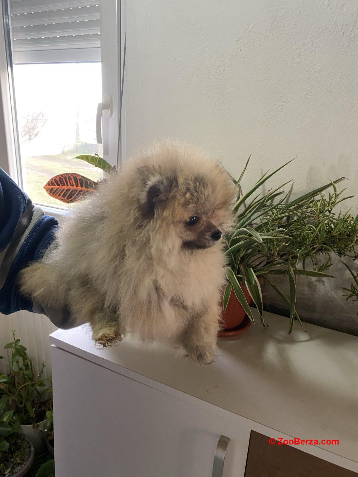 Pomeranski Spic stenci