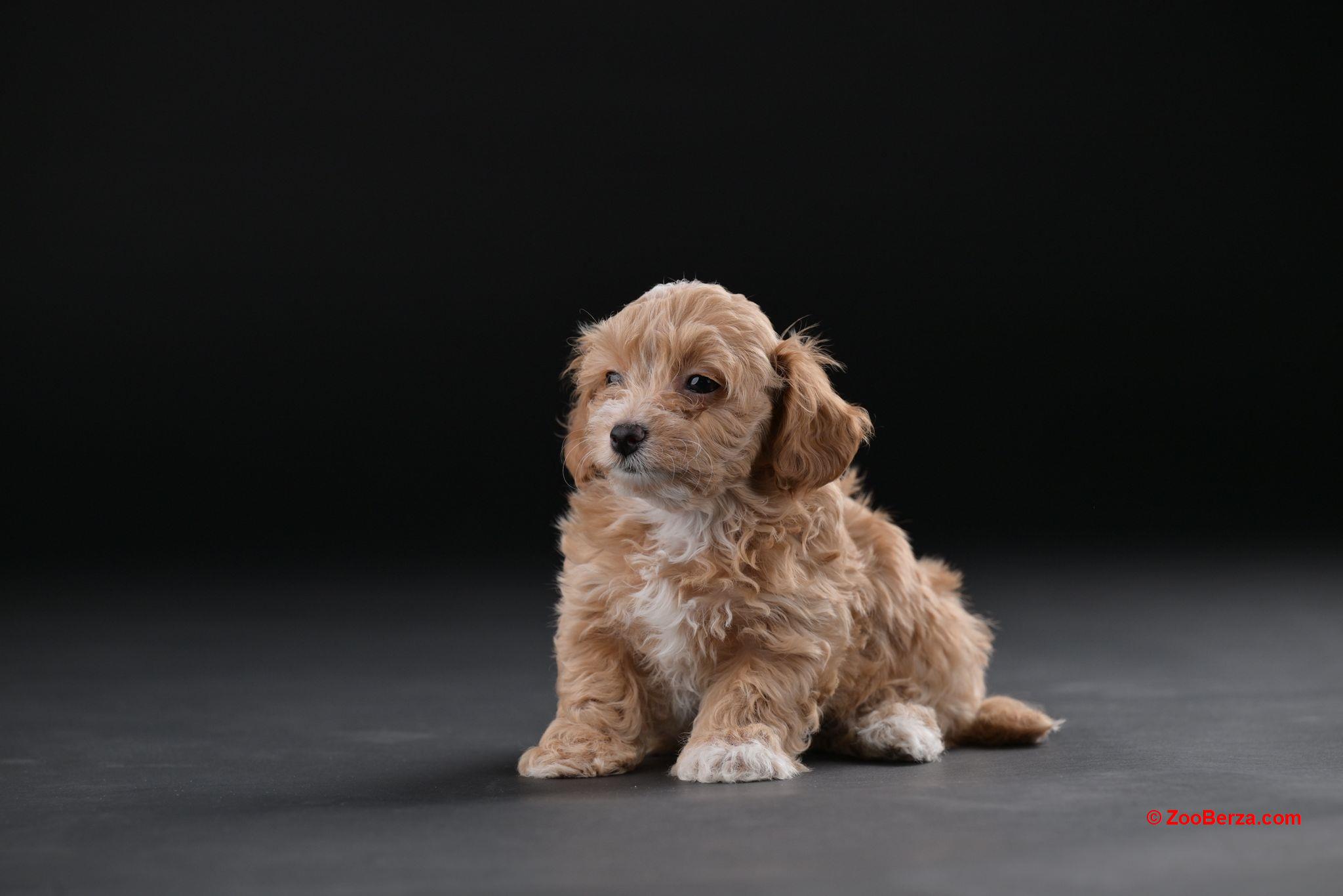 Havanski Bišon prelepi stenci