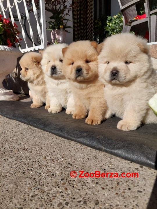 Chow chow - cau cau