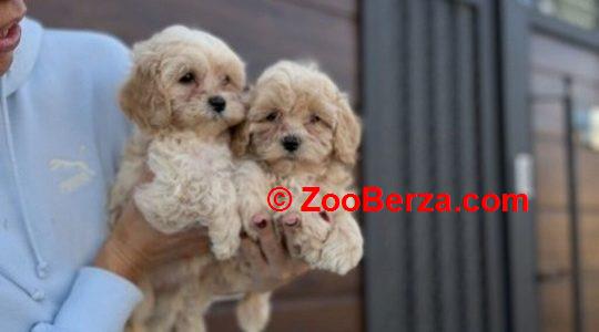Maltipoo vrhunske genetike
