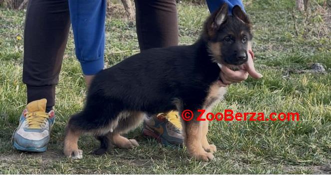 Štenci NEMAČKOG ovčara