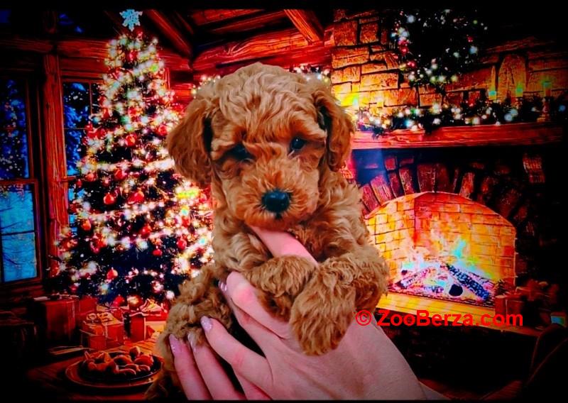 Patuljaste pudle stenci