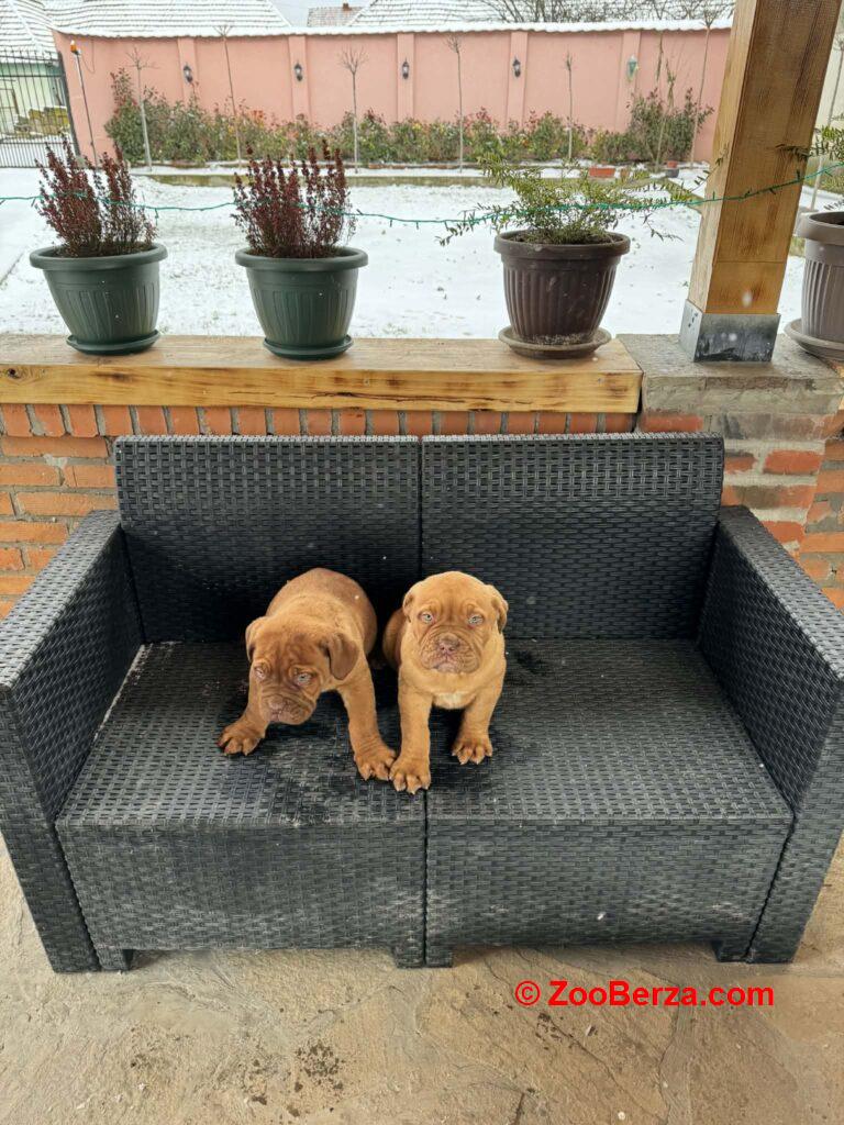 Bordoska Doga (Dogue de Bordeaux) prelepi stenci
