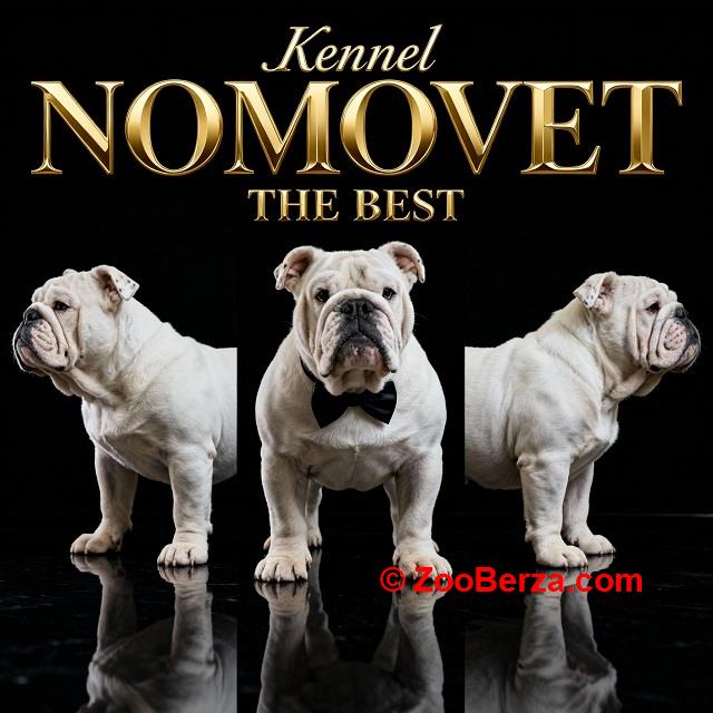 Engleski buldog vrhunski štenci