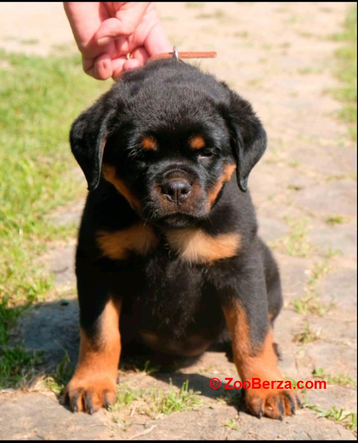 Rotvajler , štene -dostava 