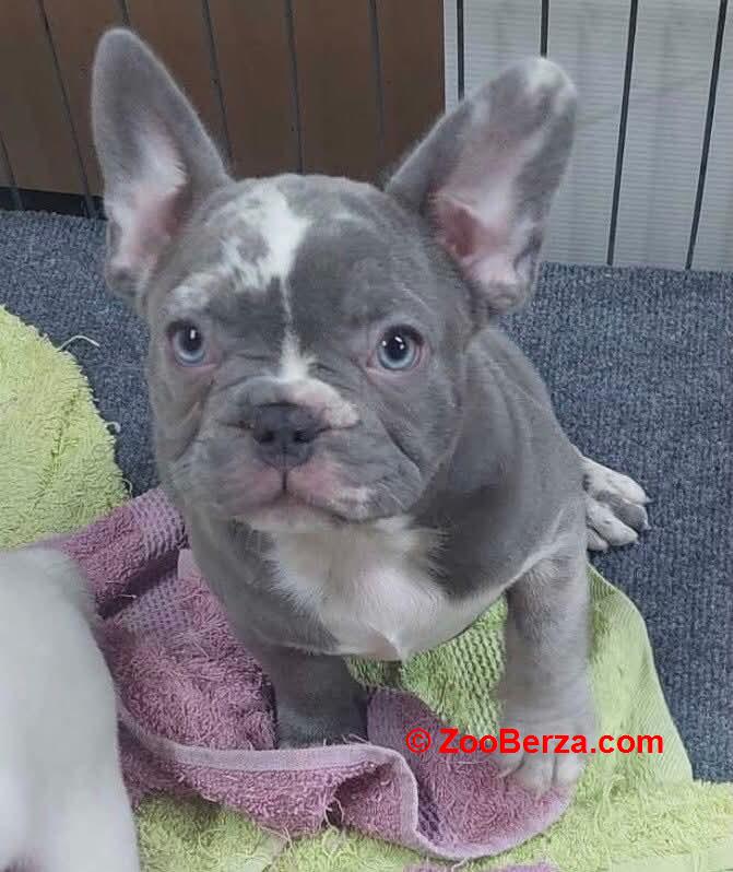 Egzoticni Francuski Buldog stenci