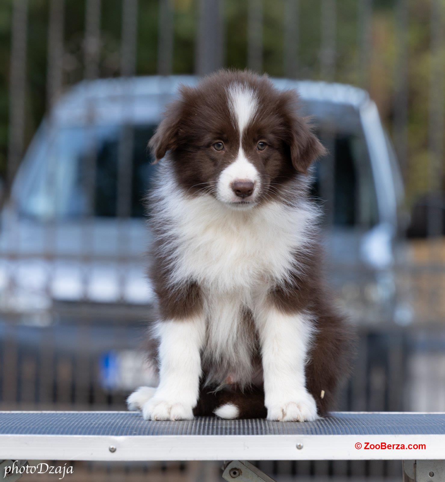 Border Collie štenci