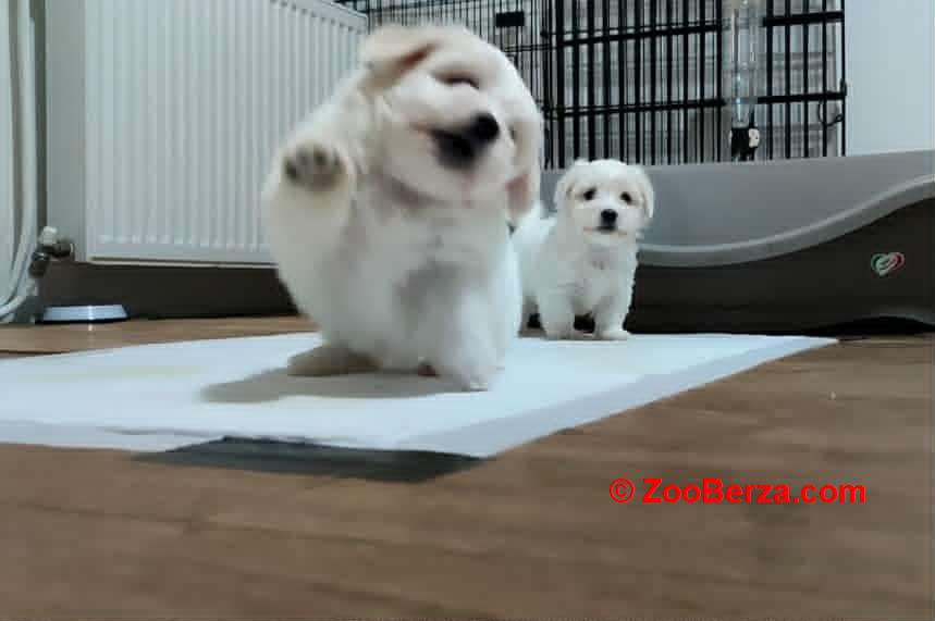 Coton de Tulear 