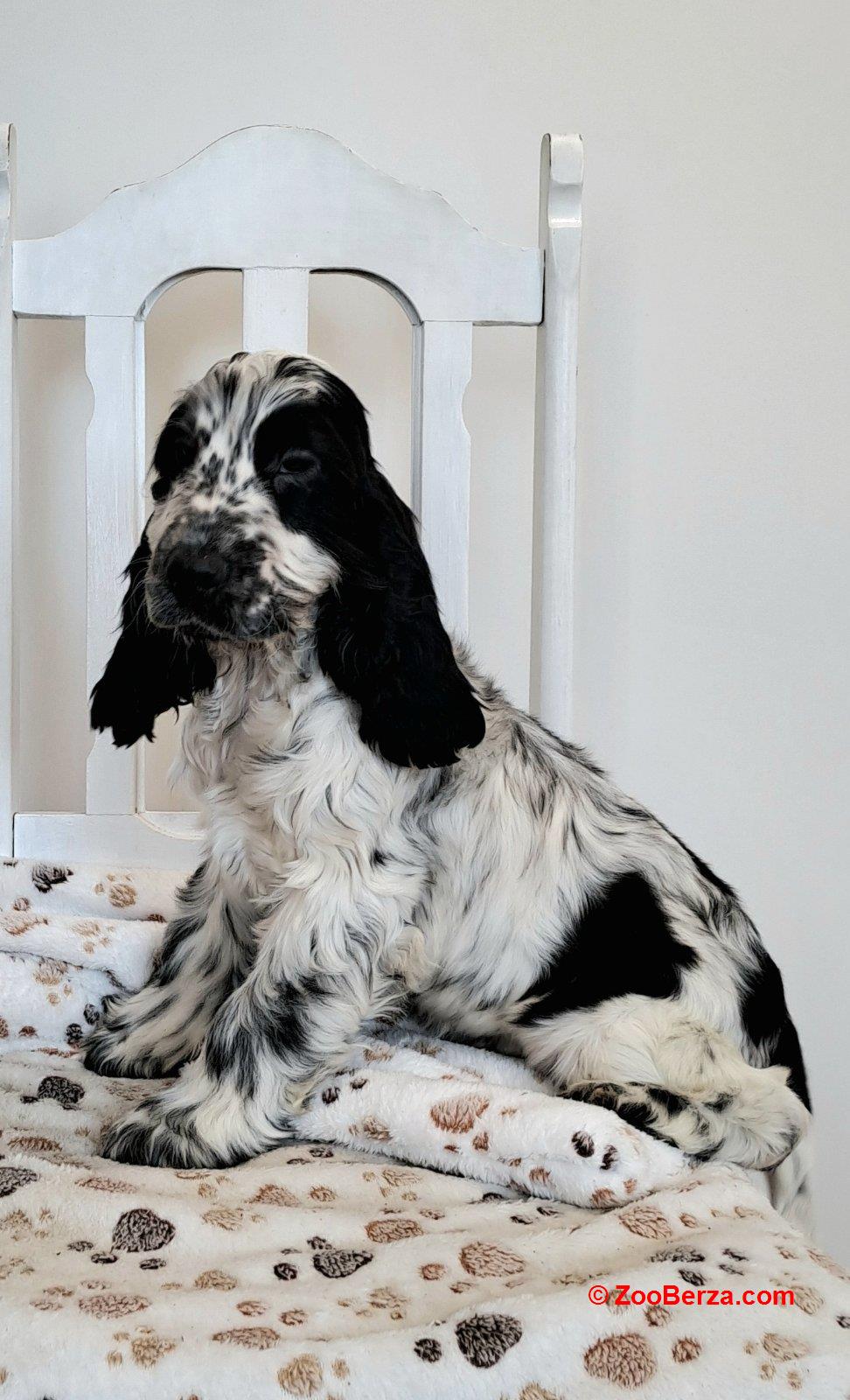 Koker španijel štenci, izložbenog potencijala 