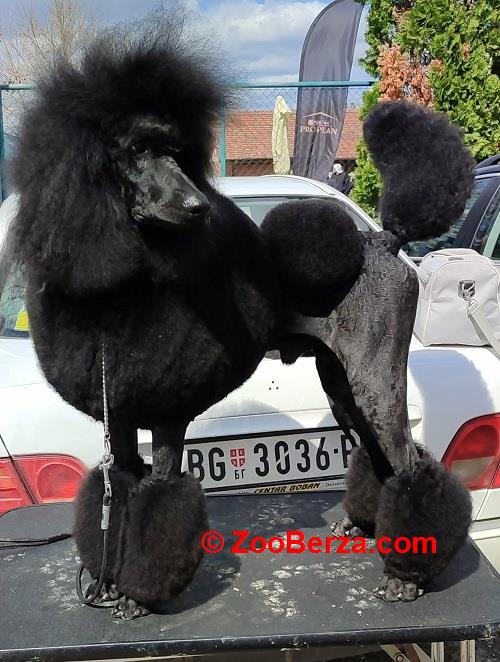 Vrhunsko leglo VELIKIH PUDLI 