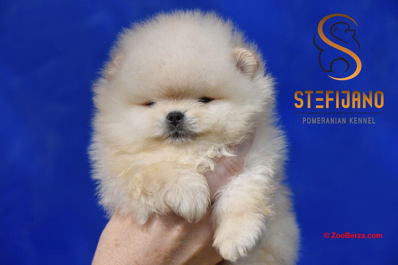 Pomeranac BOO medvedići, Pomeranski Špic štenci