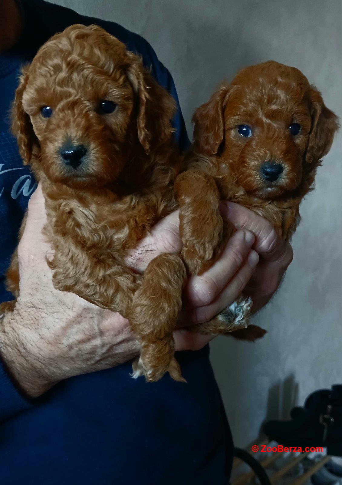 Crvene Pudle štenci