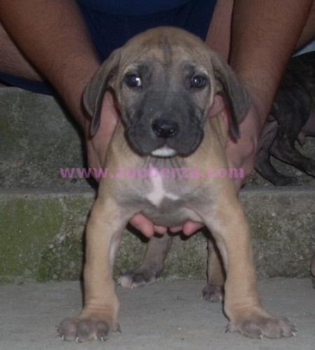 Dogo canario stene