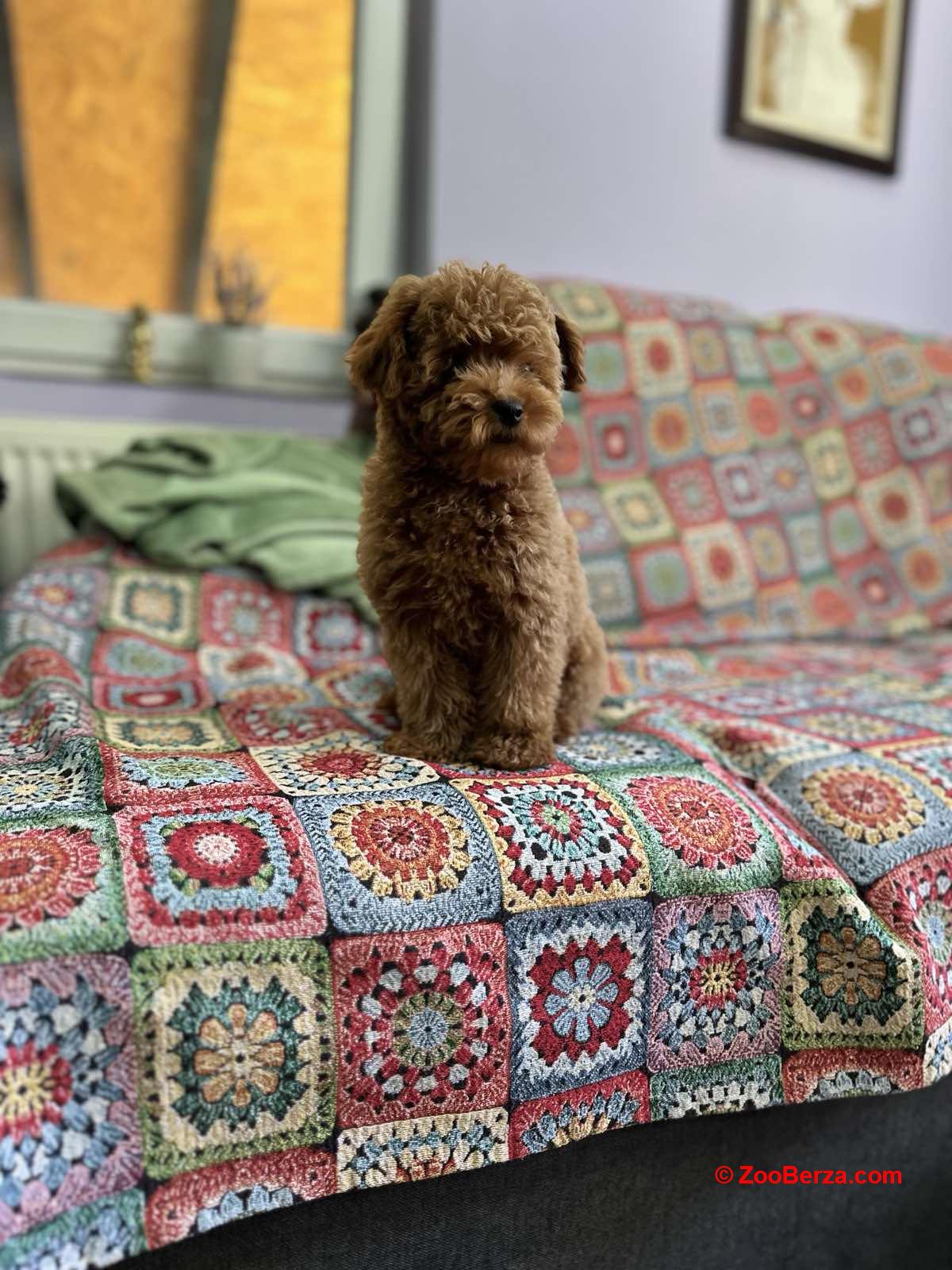 Toy Pudle na prodaju