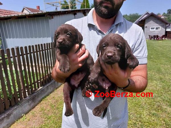 Labrador retriver, čokoladno leglo  