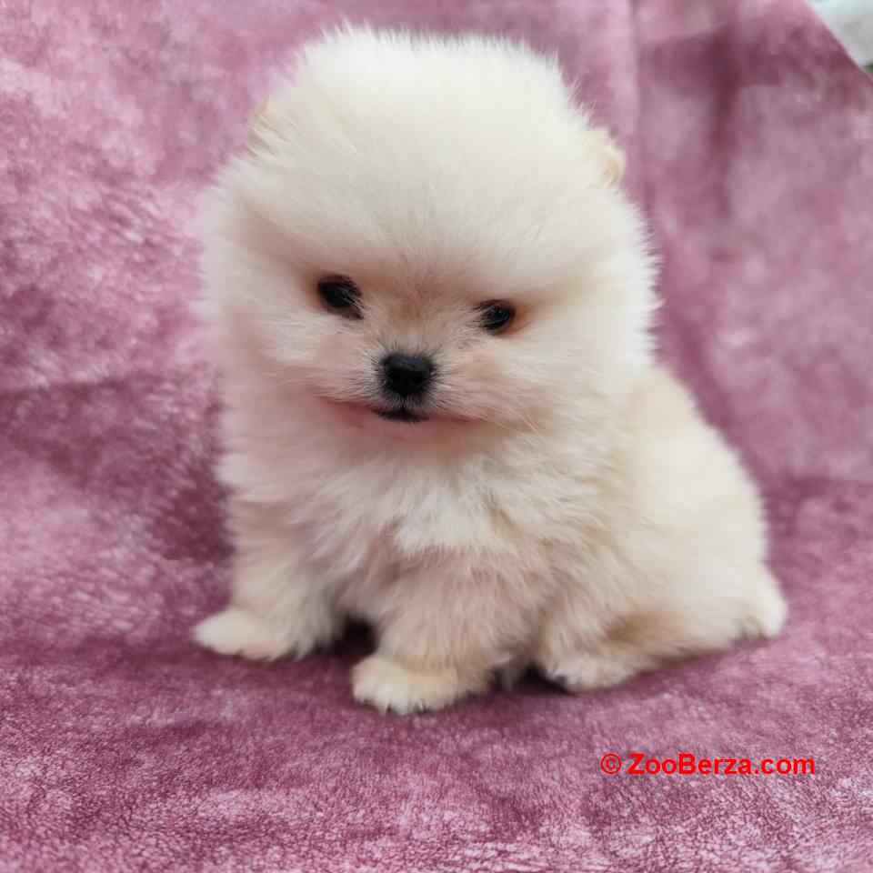 Veseli cistokrvni pomeranci spremni za novi dom 