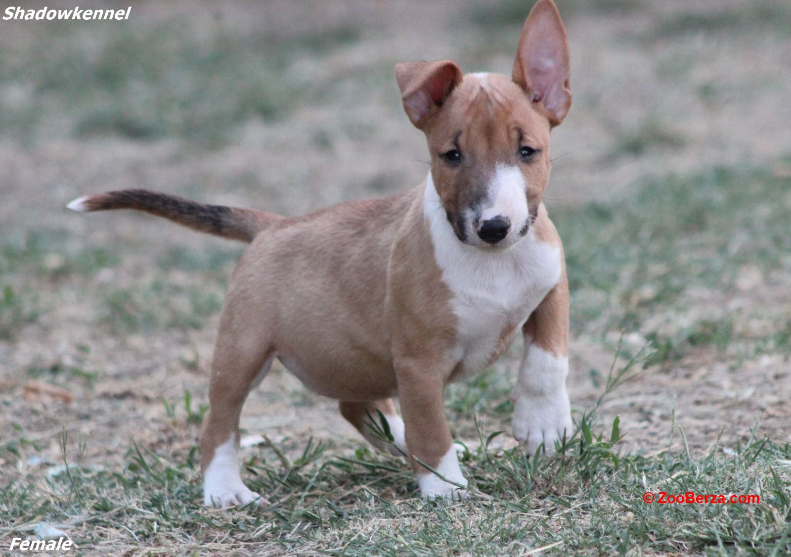 Mini Bull Terijer prelepi štenci