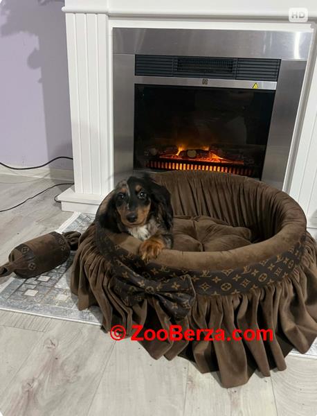 Patuljasti dugodlaki jazavičar, merle ženka 