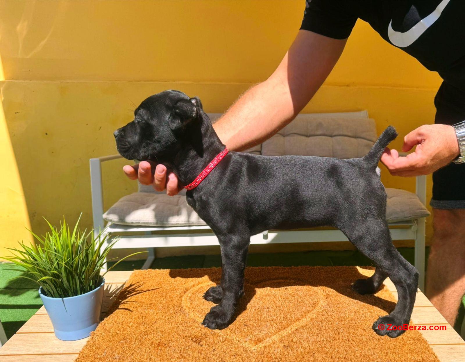 Cane corso prelepi stenci