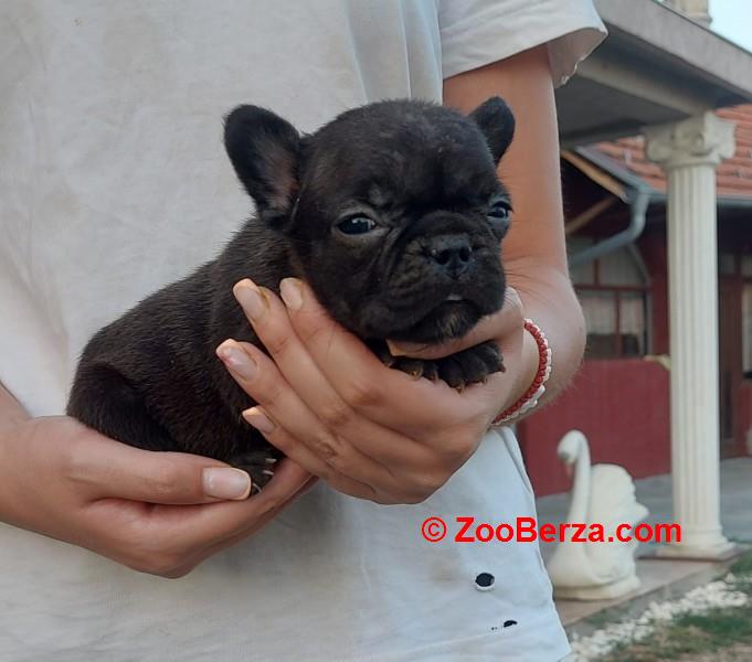 Francuski buldog štenci exotic, plavi, klasik i fluffy