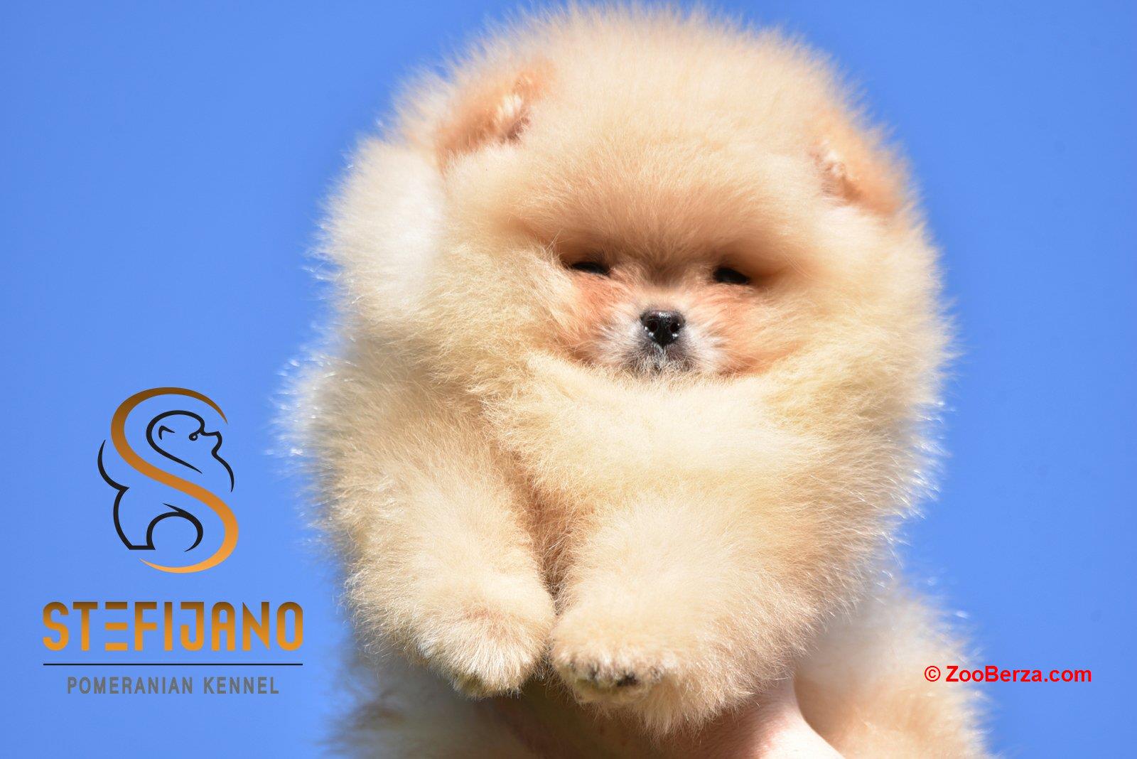 Pomeranac BOO medvedići, Pomeranski Špic štenci
