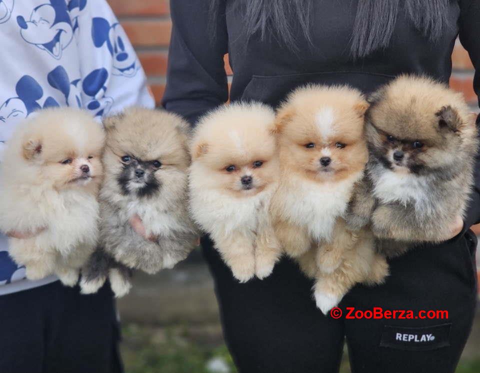 Najlepsi Pomeranci Boo  