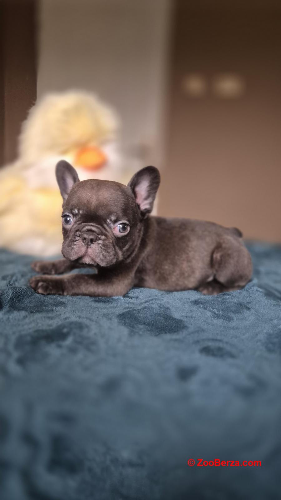 Francuski buldog štenci - Merle Lilac