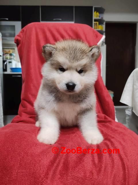 Aljaski malamut štenci