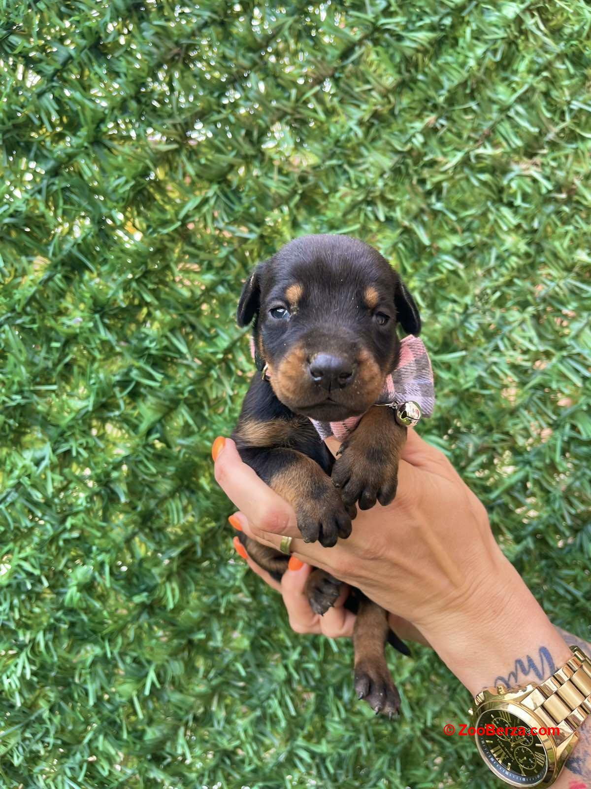 Doberman prelepi stenci