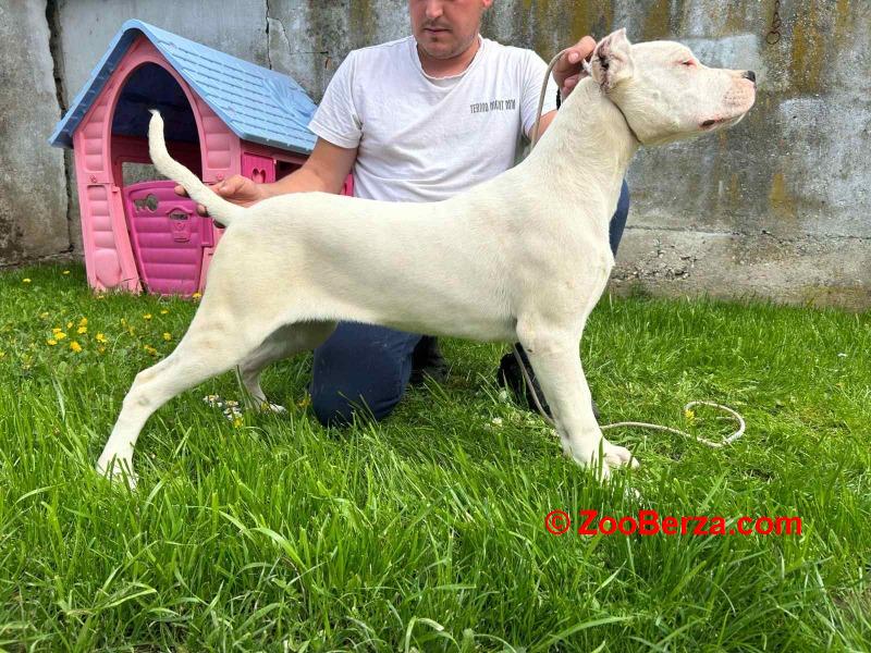 Dogo Argentino