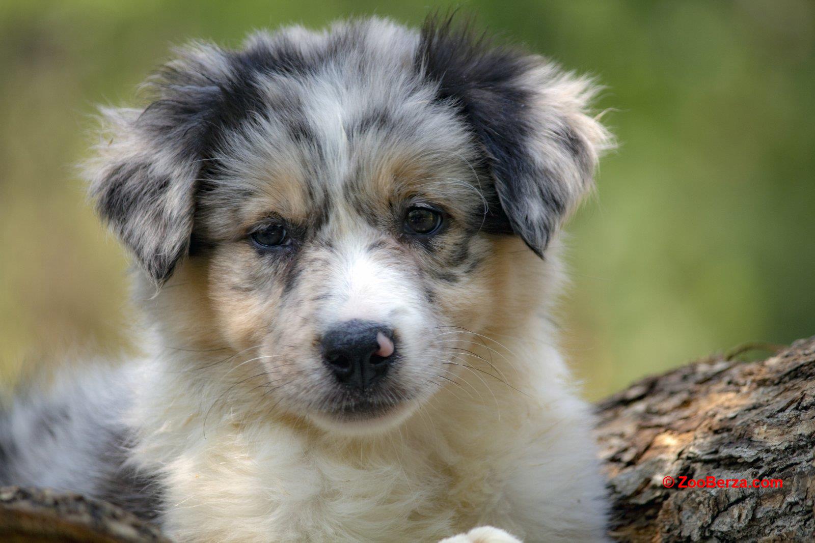 Border koli-Border collie štenad