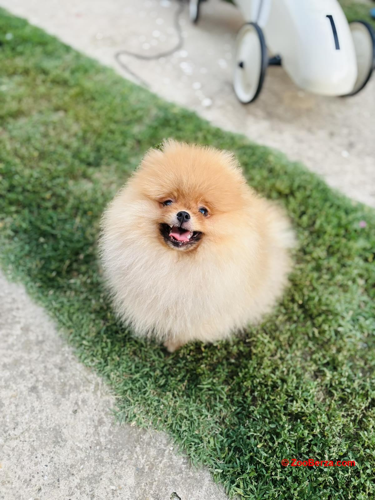 Pomeranac prelepo musko stene