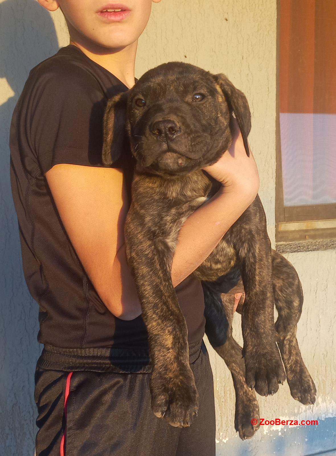 Presa Canario štenci