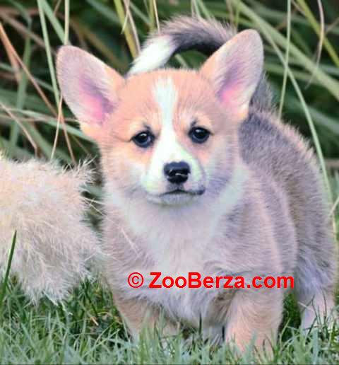 Velški korgi Welsh Corgi Pembroke