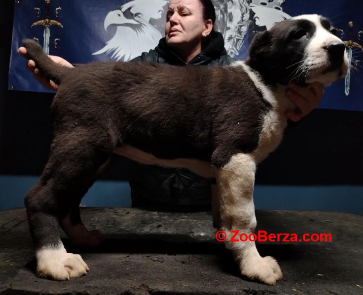 Srednjeazijski ovčar štenci