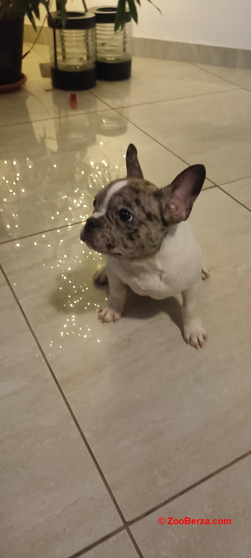 Stenad francuskog buldoga dva merle muzjaka 3.5 meseca