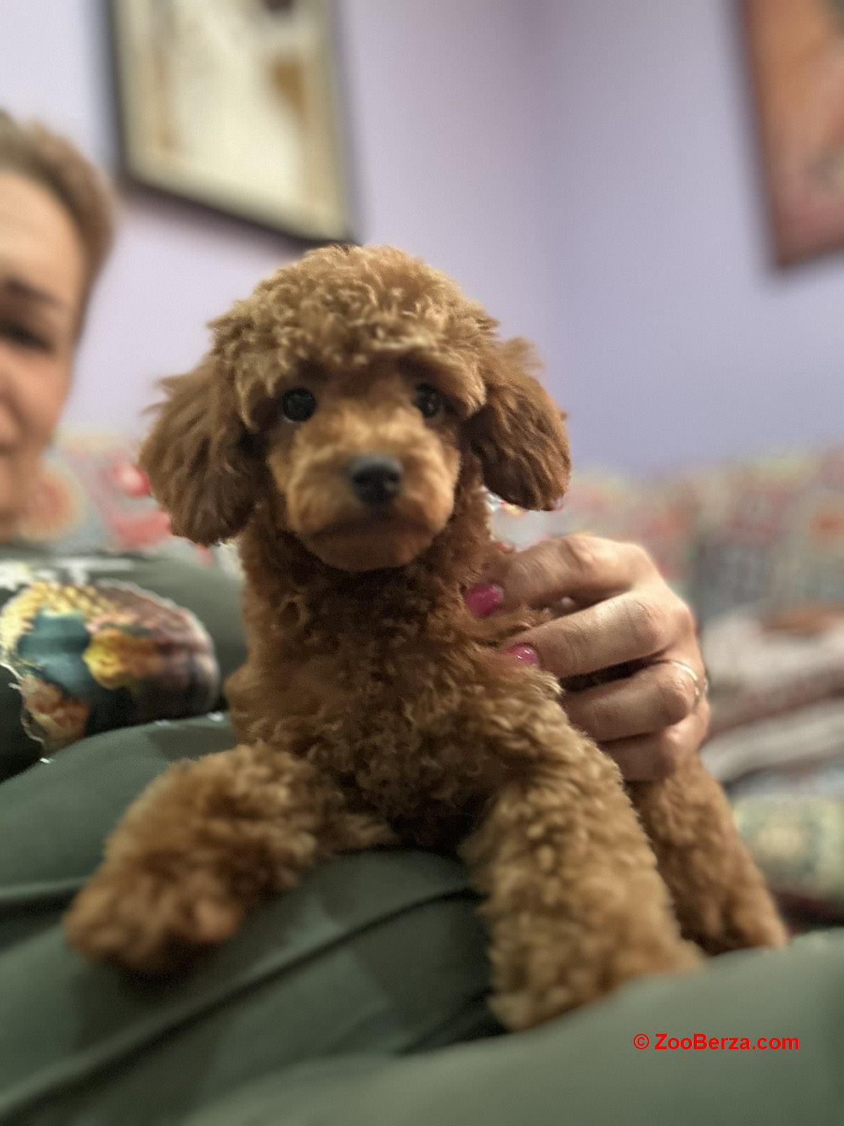 Toy Pudle na prodaju